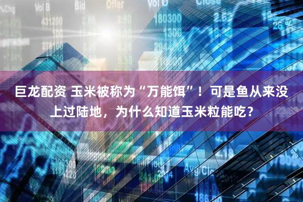 巨龙配资 玉米被称为“万能饵”！可是鱼从来没上过陆地，为什么知道玉米粒能吃？